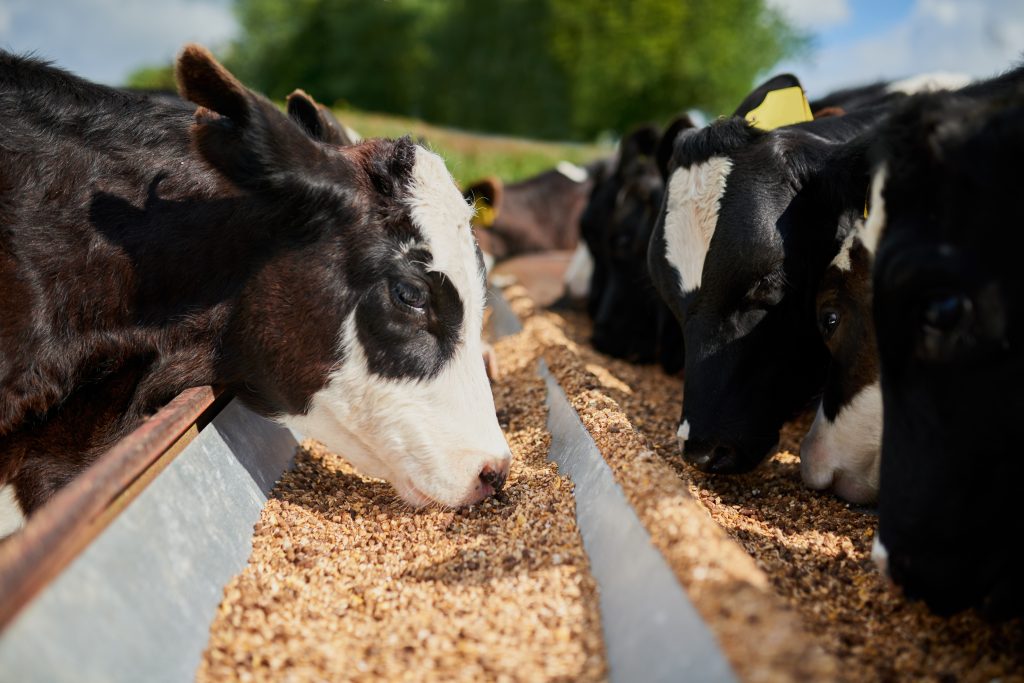 Shot of a herd of hungry dairy cows eating feed together outside on a farm.